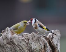 10 Distefink-Gruenfink